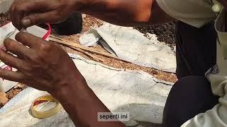Step by Step Grafting Tanaman Anggur