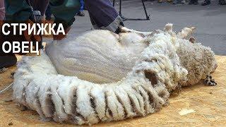 Стрижка овец. XIX Всероссийская выставка племенных овец и коз.