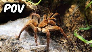 POV When you are a Tarantula Keeper