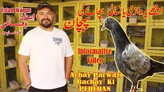 Kabotar Ki Achay Parwazi Or Nasali Bacho Ki PehchanUstad WaqasInformative VideoTipsDiscussions