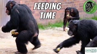 A Feast At Feeding Time For The Chimps At Chester Zoo