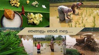 ഞാർ നടീൽ ഉത്സവം paddy fieldsTraditional beauty Recreation of traditional foodnel krshi