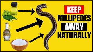 How To Get Rid Of Millipedes Naturally Super Effective Methods