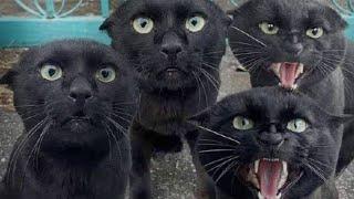 Kucing Hitam Yang Lucu  Funny Cats Videos #funny #cat #kucing