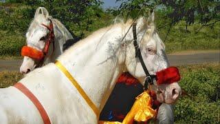 NUKRA HORSES  REHAN STUD FARM  Maharashtra