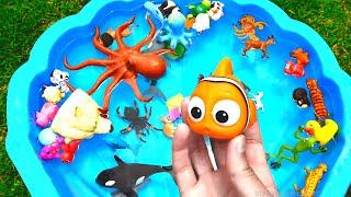 NEW Shark Octopus Walrus Dog Frog Toy Figures Unboxing