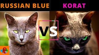 RUSSIAN BLUE CAT VS KORAT CAT Breed Comparison Which One Should You Choose?