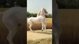 Horse video Marwari horse video#horse #shorts #trending #youtubeshorts #short#shots#marwari