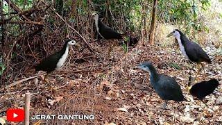 JERAT BURUNG RUAK RUAK  KESERUAN MIKAT RUAK RUAK DI PINGGIRAN RAWA  BIRDTRAP