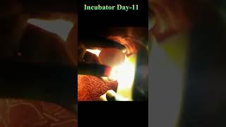 EGG INCUBATOR-FROM EGGS TO CHICKS #Viral #Shorts