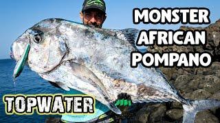 GIANT African Pompano in Cape Verde