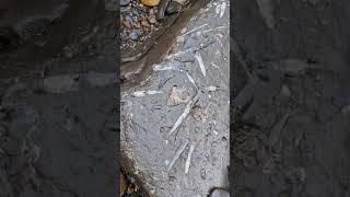 Belemnites and Shells fossilised together in one Rock  #fossilhunting #fossils #shorts #beach