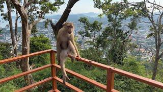 4K Phuket Monkey Hill Walkabout + Drone