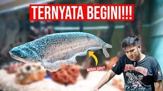 KACAU IKAN LELE PREDATOR ASLI INDONESIA KENAPA BISA BEGINI???