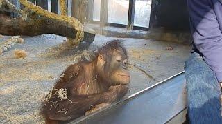 Watch Baby orangutan flips out over magic trick