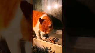 #shorts #short #shortvideo #shortsvideo #cat #catlovers #catvideos #kediler #türkiye #antalya