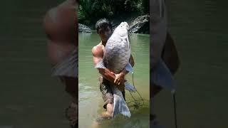 amazing ikan super besar