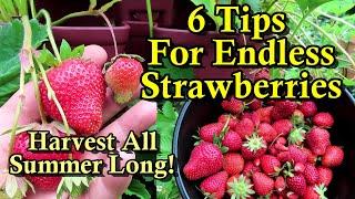 6 Tips for Massive Strawberry Harvests All Summer Long First Production Care & Growing Strategies