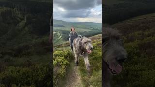 GIANT IRISH WOLFHOUND - Wolf Killer #irishwolfhound #ireland #wolfhound #giantdog #wolfkiller