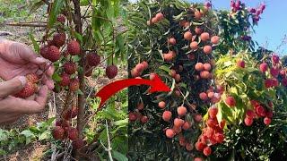 Great grafting Litchis How to Grafting Litchis with Custard Apple Fruit litchi To most fruit