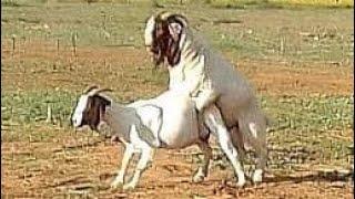 Boer Goats Origin South Africa