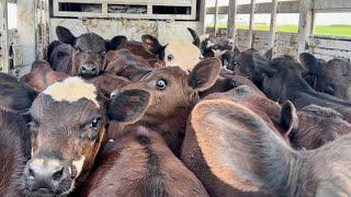 Spring Cattle Work Part 2- Winter Pasture