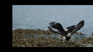 Eagles fighting real speed 4K 17 frames per second