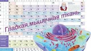 Гладкая мышечная ткань.