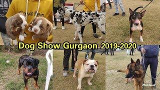 Dog Show Gurgaon 2020  KENNEL CLUB OF INDIA  GURUGRAM KENNEL CLUB