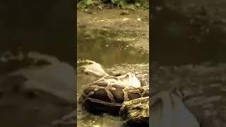 mengerikan perkelahian buaya vs ular piton