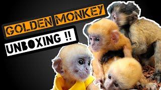 UNBOXING ‼️ GOLDEN MONKEY   LUTUNG JAWA