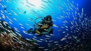 Scuba Diving  Malvan  First time scuba diving  #scubadiving #malvan #diving #goa #malvanifish