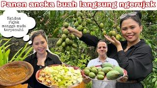 PANEN ANEKA BUAH LANGSUNG RUJAKAN  NGIDAM RUJAK MANGGA MUDA TERPENUHI