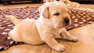 The Best Labrador Videos of 2023