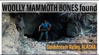WOOLLY MAMMOTH remains found in ALASKA at The Boneyard