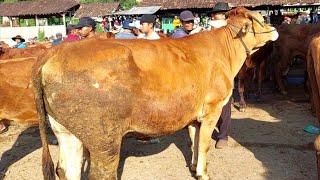 HARGA SAPI BABON TERBARU PASAR PURWANTORO WONOGIRI