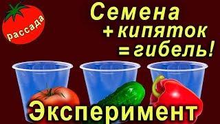 Семена в … кипяток - вся правда замачивание семян перед посадкой