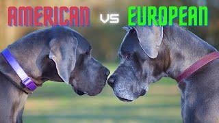 European vs American Style Great Dane Whats the Difference and Does It Matter?  Great Dane Care