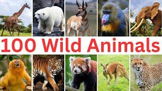 100 Wild Animals    Learn Wild Animals Name in English