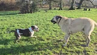 Aslan and Pandora playing on Sunday morning