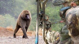 صيد قردة البابون بإستخدام القوس والسهم. Baboon  Monkey hunting using arrow and bow बंदर का शिकार