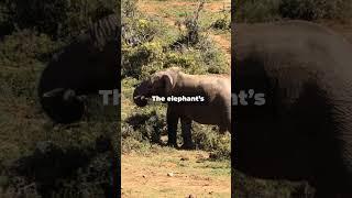 ELEPHANT VS RHINO   Clash of the Titans