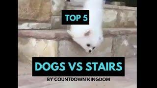 Top 5 Dogs vs Stairs