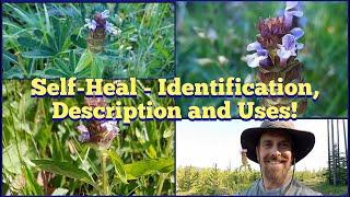 Self-Heal AKA Heal-All - Identification and Description