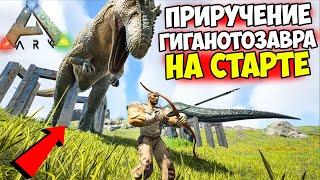 КАК ПРИРУЧИТЬ ГИГАНОТОЗАВРА в ARK? Лучший ГАЙД для НОВИЧКОВ Гига на СТАРТЕ ИГРЫ в АРК