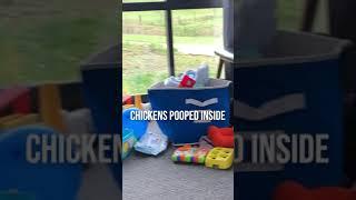 Chickens Poop Inside cabin #shorts #chickens