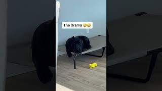 Bane is a different type of spoiled  #raisingbane #funnydogs #funnydogvideos #canecorso