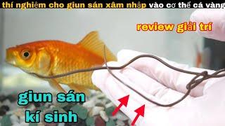 Thí Nghiệm Cho giun san Xâm nhập vào cơ thể cá Vàng  review giải trí