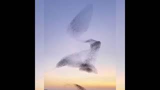 so# beautiful #and# wonderful # #bird  #dance # I am messenger  song# porn xxx #