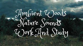 Ambient Nature Woods Sounds  Sleep And Study  12 hours